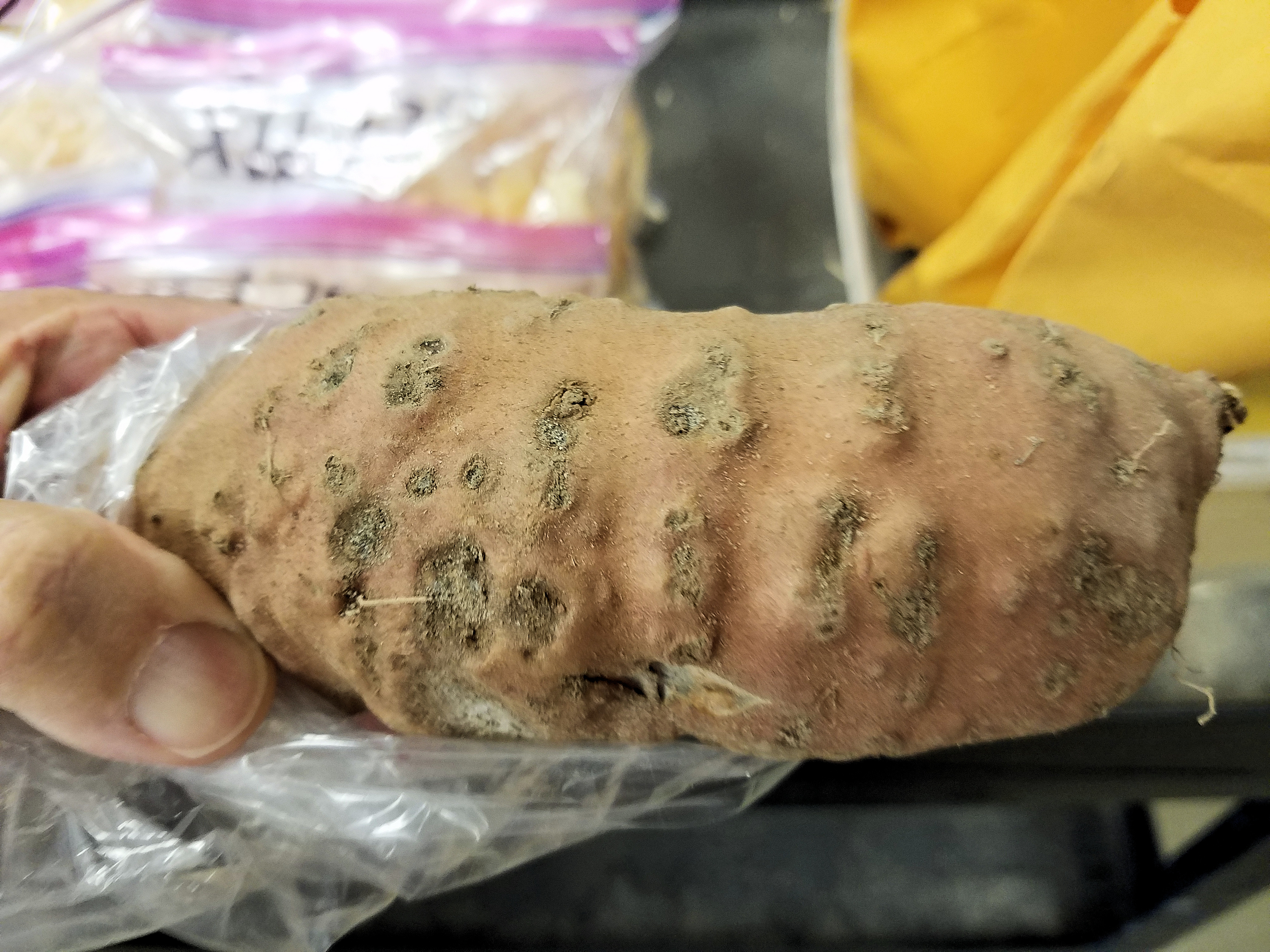 New nematode could threaten Louisiana sweet potato crop 